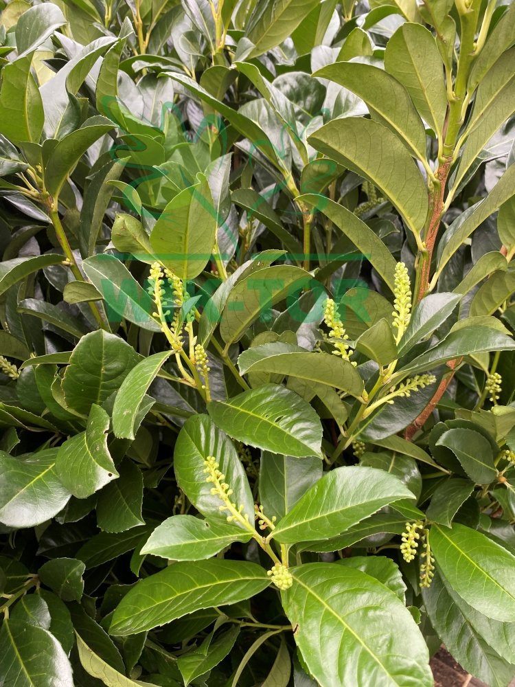 Laurowi Nia Wschodnia Etna Prunus Laurocerasus Ogrodniczy Sklep